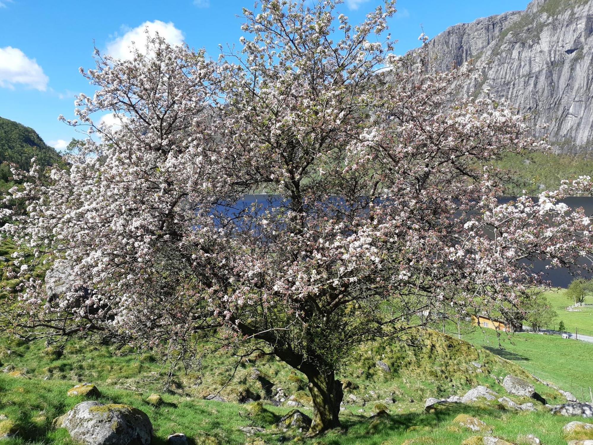 Hytte Ved Preikestolen Forsand Buitenkant foto
